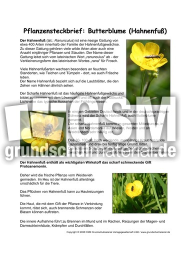 Pflanzensteckbrief-Butterblume.pdf